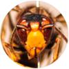 Vespapp: una app dis..